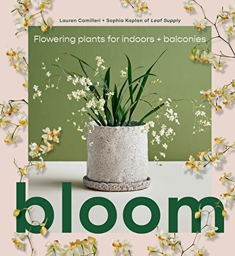Bloom Flowering Plants for Indoors and Balconies